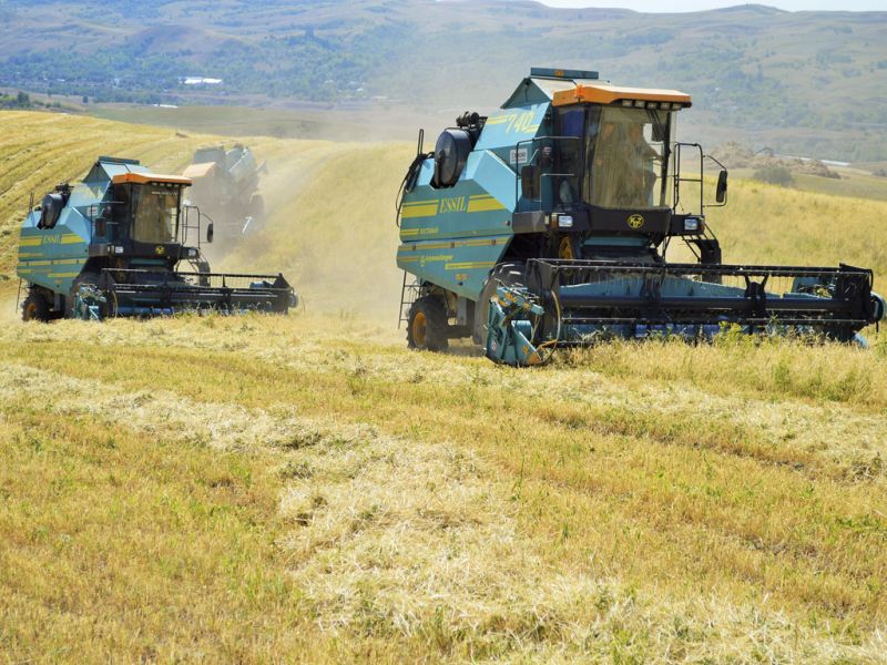 В Алматинской области убрано более 70% зерновых культур