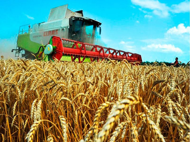 В Казахстане убрано 94% зерновых