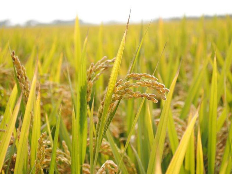 Сократить посевы риса планируют в Алматинской области