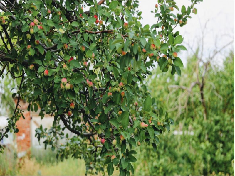 Возрождать яблоневые сады начнут в Казахстане