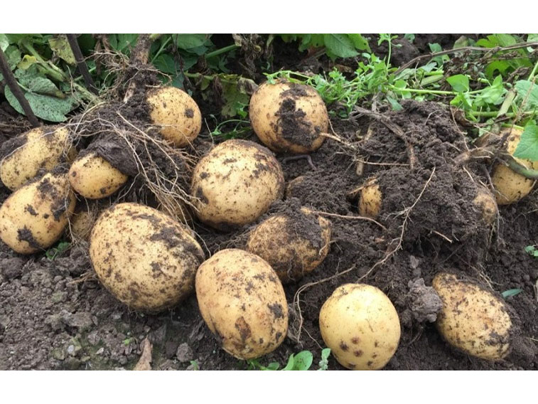 Минсельхоз рекомендует регионам увеличить площади посева гречихи и картофеля