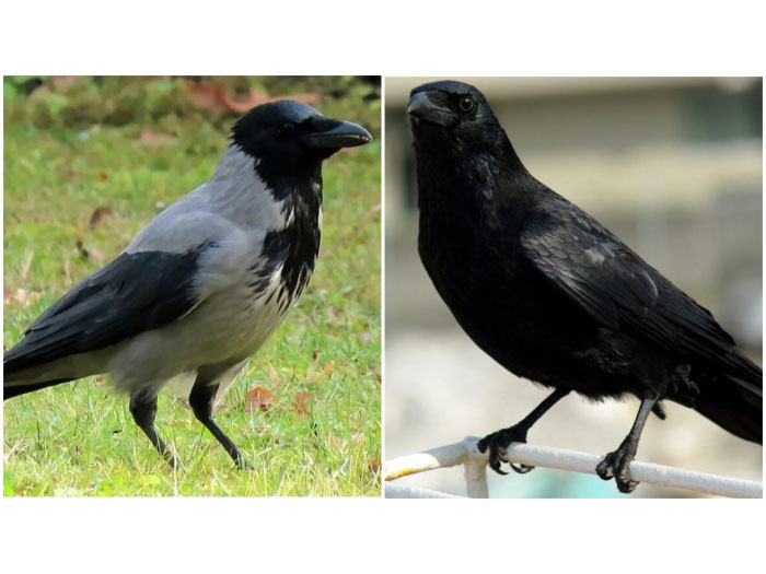 Ворон и ворона – птицы разные!