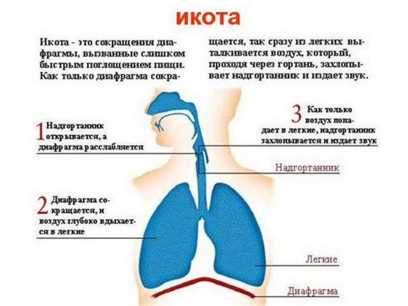 Почему человек икает. Как избавиться от икоты. | Почему человек икает. Как избавиться от икоты.