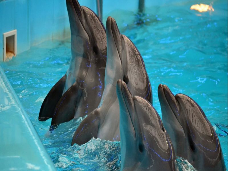 Дельфинарии, океанариумы и контактные зоопарки запретят в Казахстане
