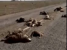 Пьяный мужчина сбил 32 овцы в Алматинской области