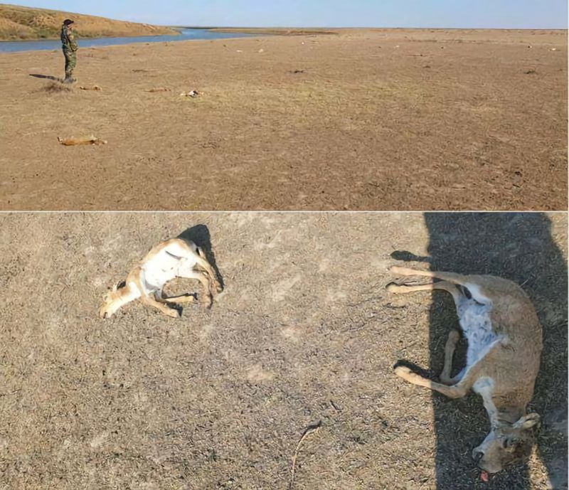 Массовую гибель сайгаков расследуют в Западно-Казахстанской области