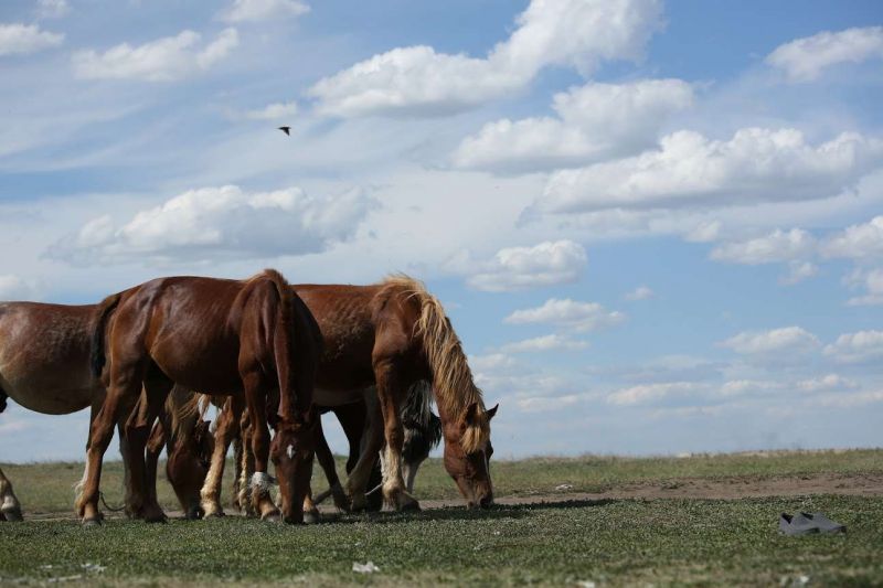 19 групп скотокрадов задержали в Казахстане