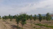 Близ села Касымбек выращивают яблоки и разводят рыбу