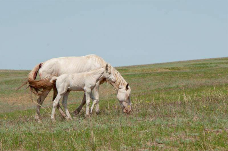 Талдыкорганский селекционер-любитель разводит лошадей белой масти с небесно-голубыми глазами