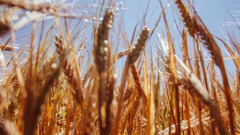 Выдавал российскую пшеницу за казахстанскую: иностранцу вынесли приговор