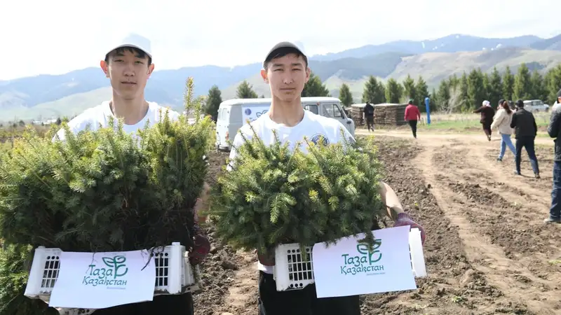 10 тысяч деревьев высадили в Жалагашском лесничестве в рамках акции 
