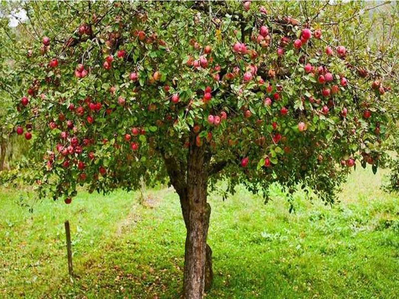 Сто саженцев яблони Сиверса высадили в Жетысу