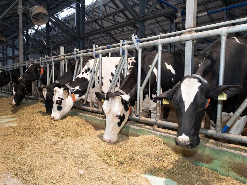В Жетысу действуют 82 молочно-товарные фермы