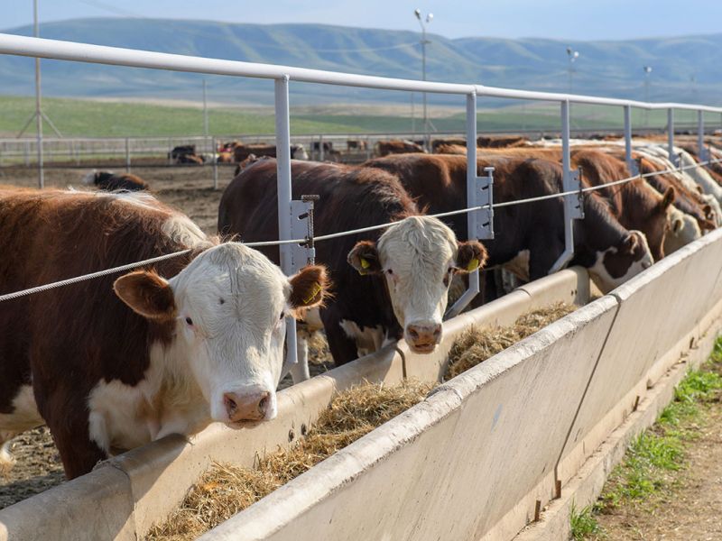 В Жетысу растет поголовье скота