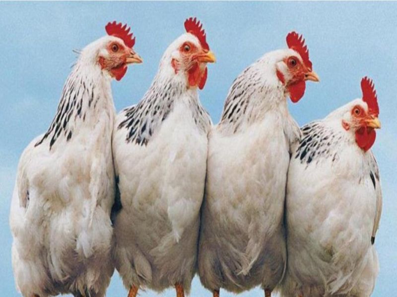 Птичий грипп: птицефабрикам Жетысу рекомендована вакцинация