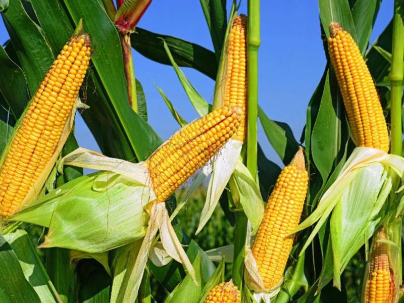 Первый урожай кукурузы начали собирать в Панфиловском районе