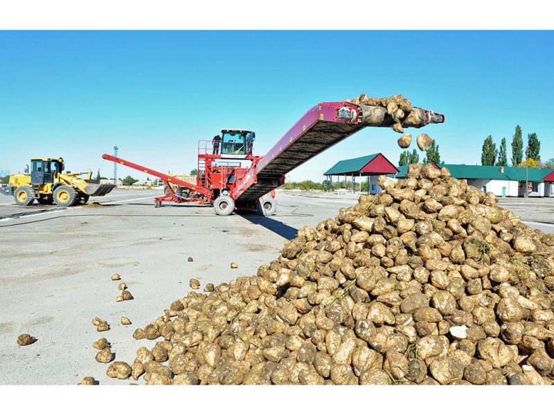 В Жетысу произведут порядка 42 тысяч тонн сахара