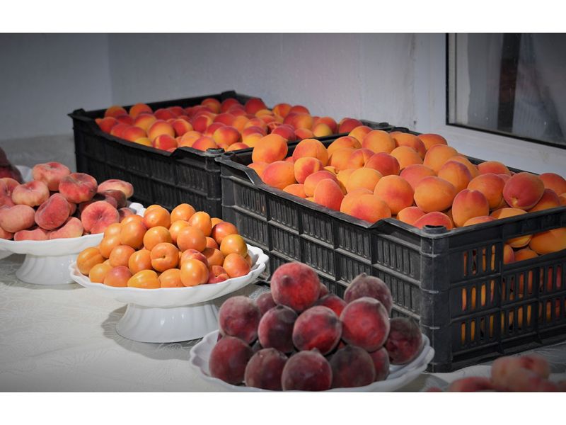 В Жетысу планируют собрать 139 тысяч тонн фруктов