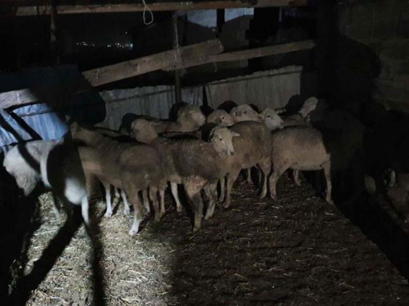 Cкотник из Алматинской области украл 67 овец