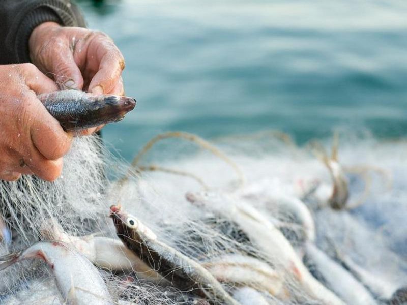 Очередной факт рыбного браконьерства в Алматинской области