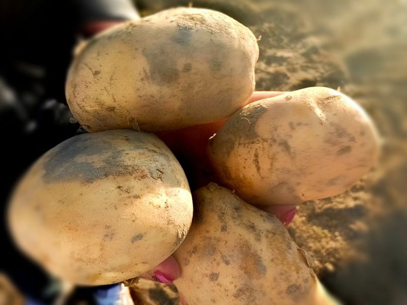 Валовый сбор картофеля в Жетысу превысил 790 тысяч тонн
