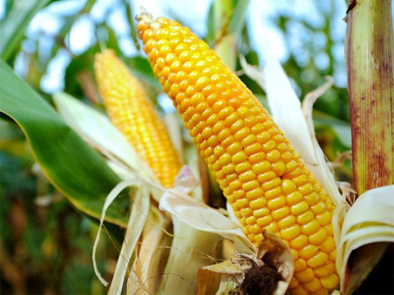 Урожай кукурузы в Жетысу превысил 580 тысяч тонн