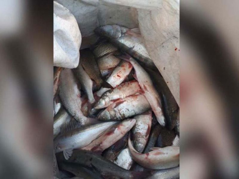 Браконьер с 650 кг рыбы задержан на озере Балхаш