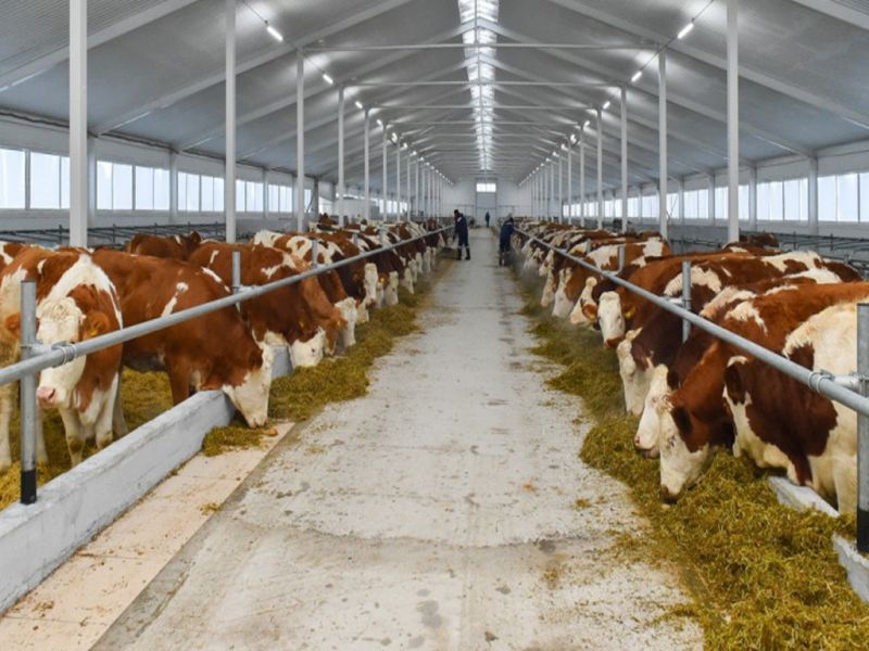 В Панфиловском районе строят молочные фермы
