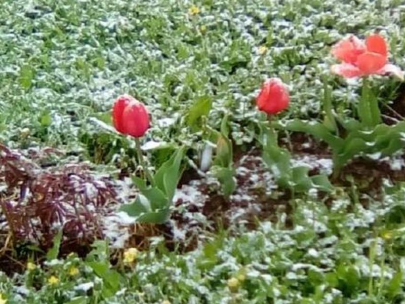 В Казахстане ожидаются майские заморозки
