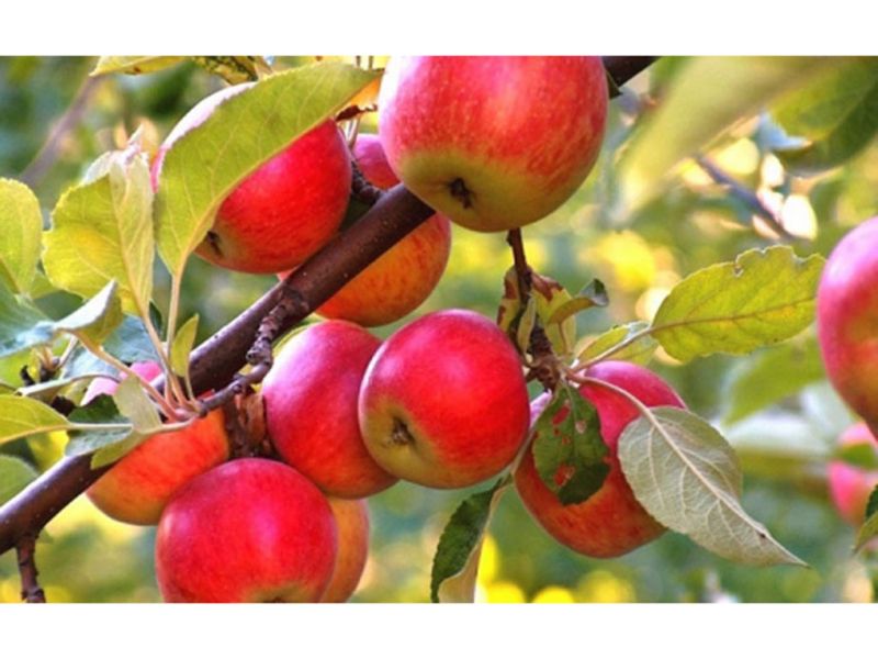Хороший урожай: как подкармливать яблоню