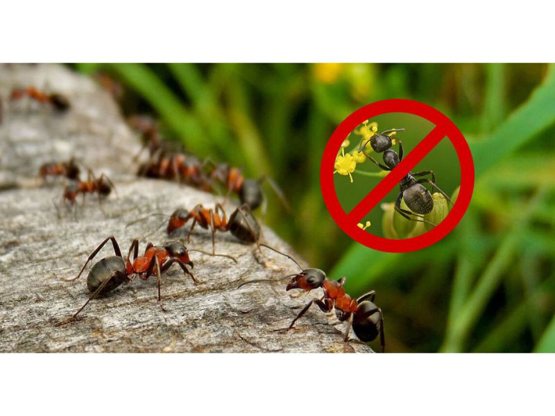 5 советов по выведению муравьев