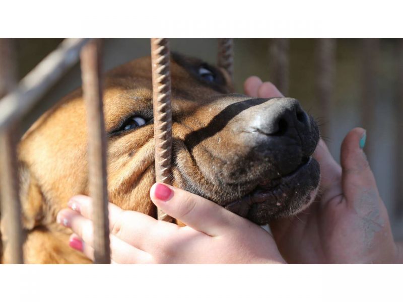 «Черную передержку» для собак обнаружили в Жетысу