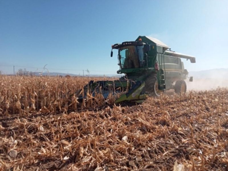 В Сарканском районе получен рекордный урожай кукурузы