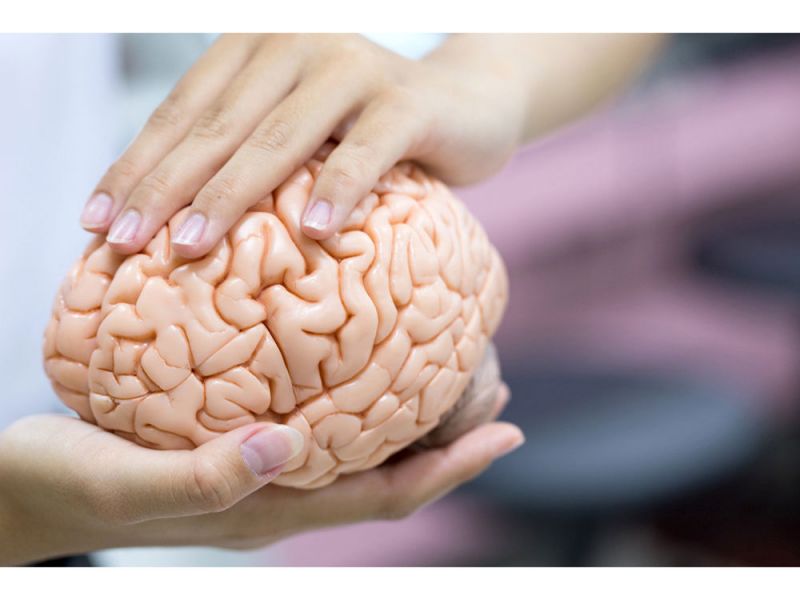 Почему уменьшился мозг современного человека?
