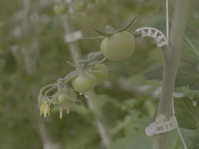 Пчёлы помогают выращивать томаты в теплицах