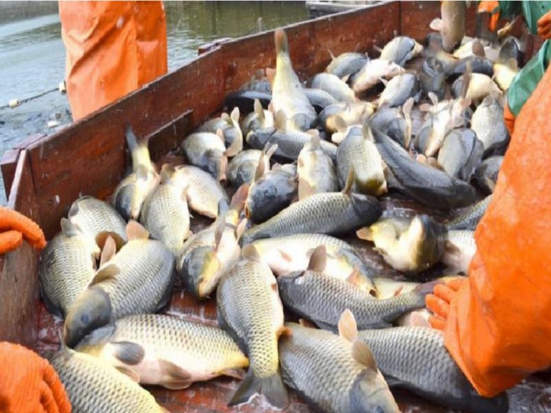 Казахстан развивает рыбный бизнес