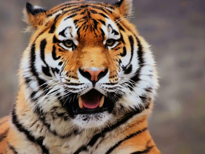 Туранский тигр появится в Жетысу