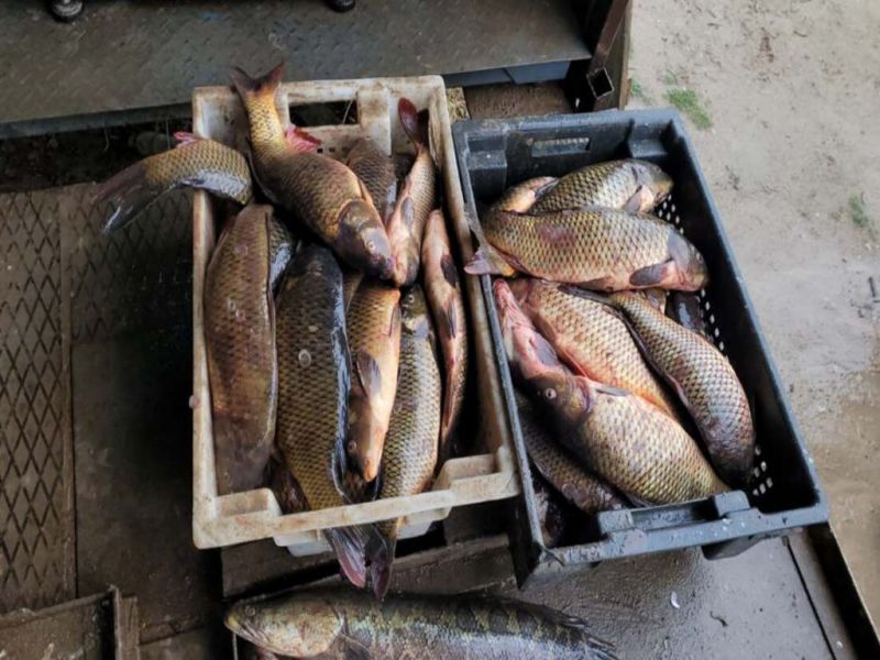 332 кг рыбы - улов браконьера в Балхашском районе