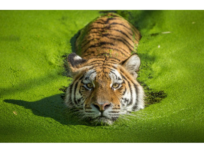 Яркие особенности тигриного окраса