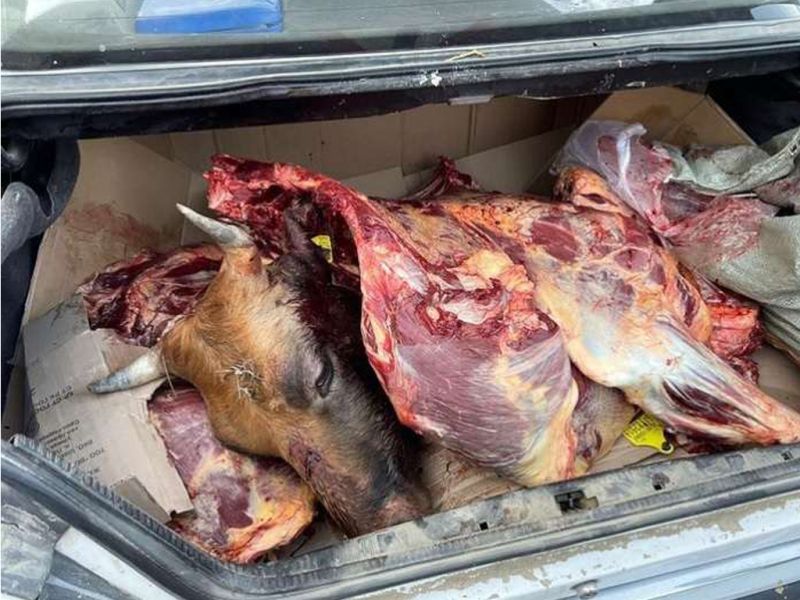 Вооруженную охоту на скот устраивали барымтачи в Алматинской области