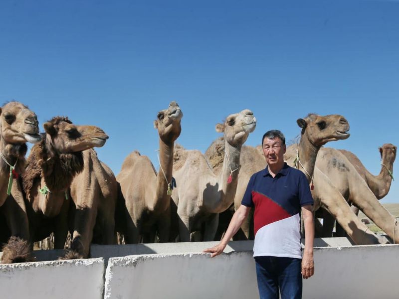 Делегация из Германии посетила верблюжью ферму в Илийском районе