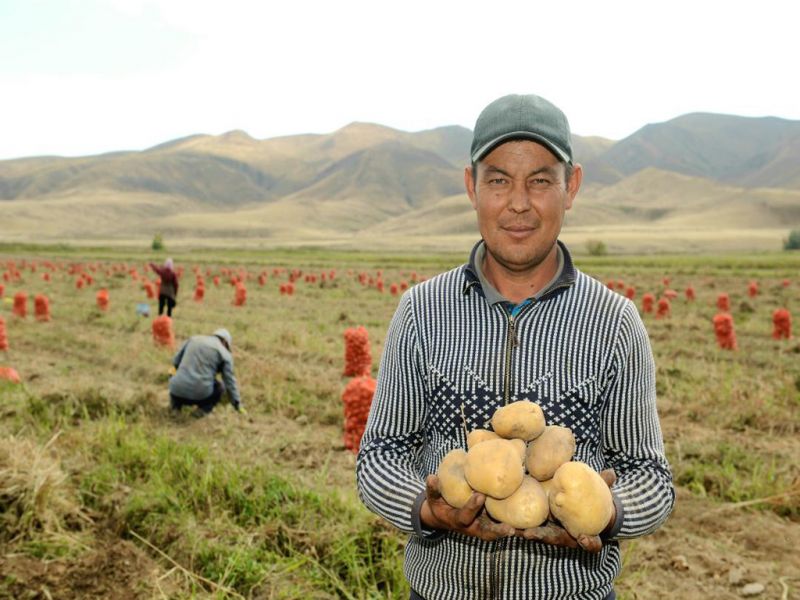 Как коксуские фермеры картофель растят