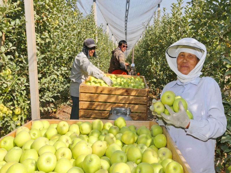 Вкусные яблоки выращивают в Алматинской области