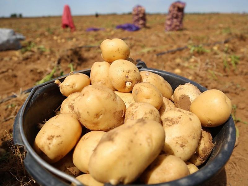В Жетысу успешно выращивают картофель