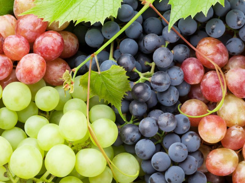 Виноград влияет на продолжительность жизни