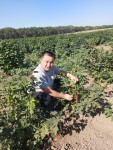Сокровище  с легкой кислинкой