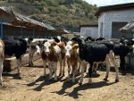 Развитие АПК: а сколько корова дает молока?