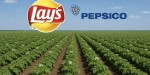 Картофель для чипсов LAYS будут выращивают в долине Райымбекского района