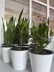 В Алматинской области высажено свыше 76 тысяч деревьев в рамках поручения Президента РК