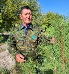 Он слышит лес